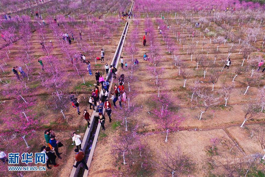 Promenade au milieu des pruniers en fleur à Hengyang
