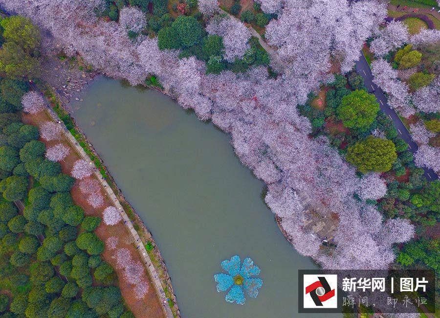 Vues aériennes de cerisiers en fleurs dans le Hunan