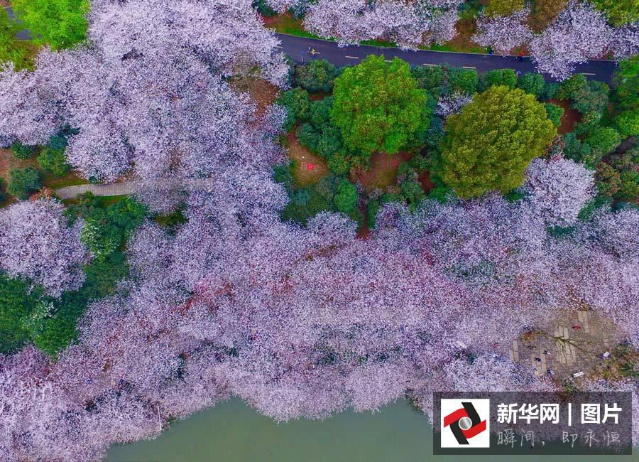 Vues aériennes de cerisiers en fleurs dans le Hunan