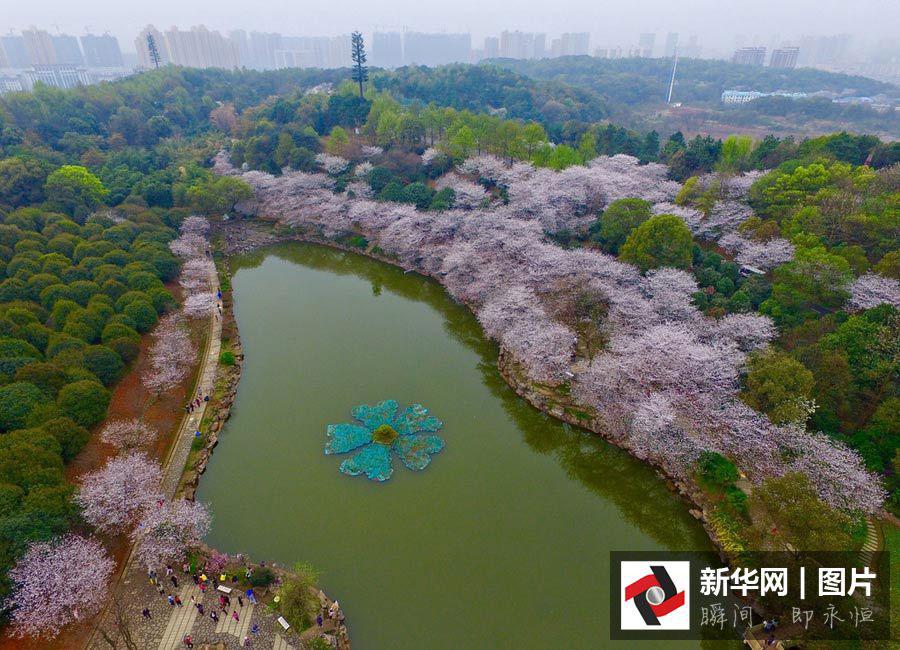 Vues aériennes de cerisiers en fleurs dans le Hunan