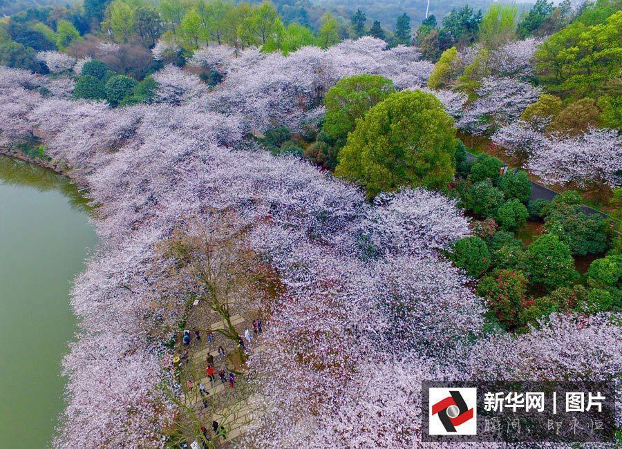 Une vue de quelque 100 cerisiers en pleine floraison pendant un festival des fleurs de cerisier à Changsha, capitale de la province du Hunan, dans le centre de la Chine. Les gens sont venus de tous les coins de la ville pour célébrer cette fête. Photo aérienne prise le 6 mars 2016.