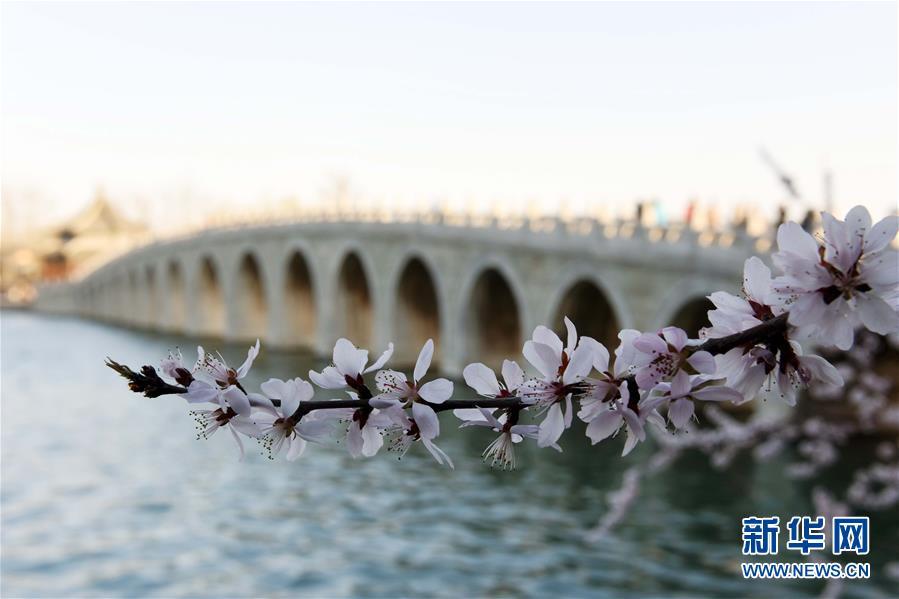 Photo prise le 24 mars 2016, montrant des pêchers en fleurs à côté du Pont aux Dix-sept Arches du Palais d'Été, à Beijing. Avec la remontée des températures, les pêchers et les magnolias sont en pleine floraison, attirant un grand nombre de visiteurs.