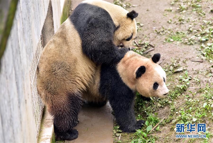 Le 15 avril, dans la base de Bifengxia du centre chinois de protection et de recherche sur les pandas géants, à Ya'an, dans le Sichuan (Sud-ouest de la Chine), les pandas géants Taishan et Wenyu se préparent à un accouplement naturel. Le 15 avril, dans la base de Bifengxia du centre chinois de protection et de recherche sur les pandas géants, à Ya'an, dans le Sichuan (Sud-ouest de la Chine), les pandas géants Taishan et Wenyu se préparent à un accouplement naturel.