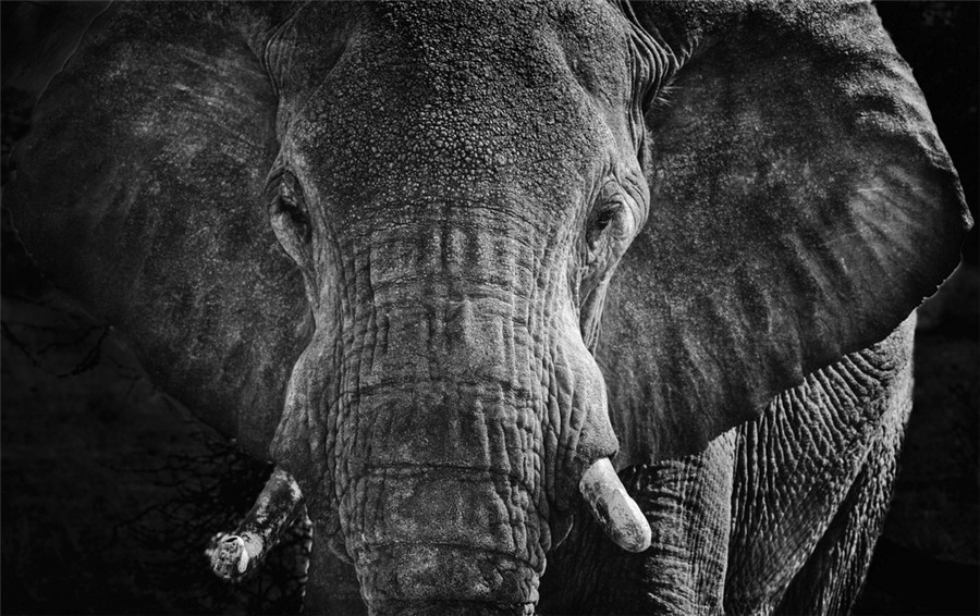 De saisissants portraits en noir et blanc d animaux d Afrique