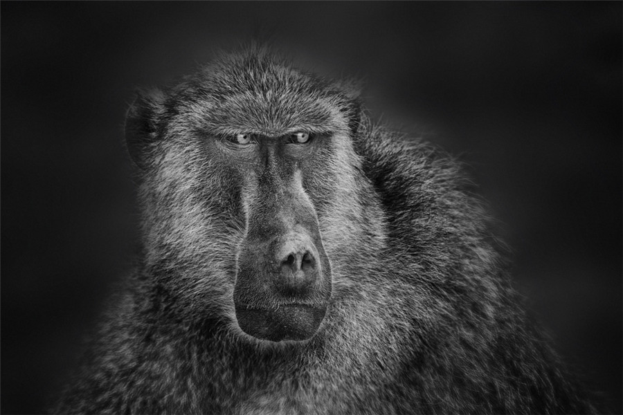 De saisissants portraits en noir et blanc d animaux d Afrique