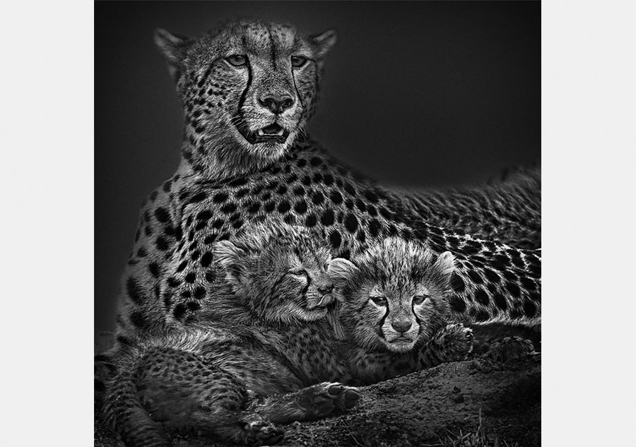 De saisissants portraits en noir et blanc d animaux d Afrique