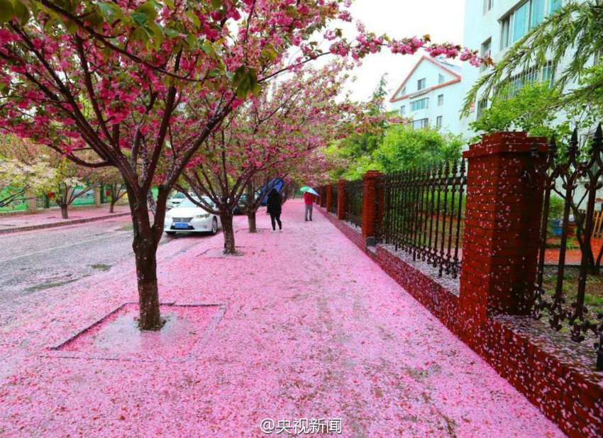 Le 3 mai, la pluie et le vent ont balayé la ville de Dalian dans la province du Liaoning (nord), faisant tomber les fleurs des cerisiers ornementaux par milliers sur le sol.
