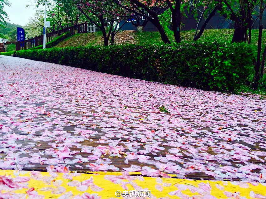 Photos : un tapis rouge de fleurs de cerisier après la pluie