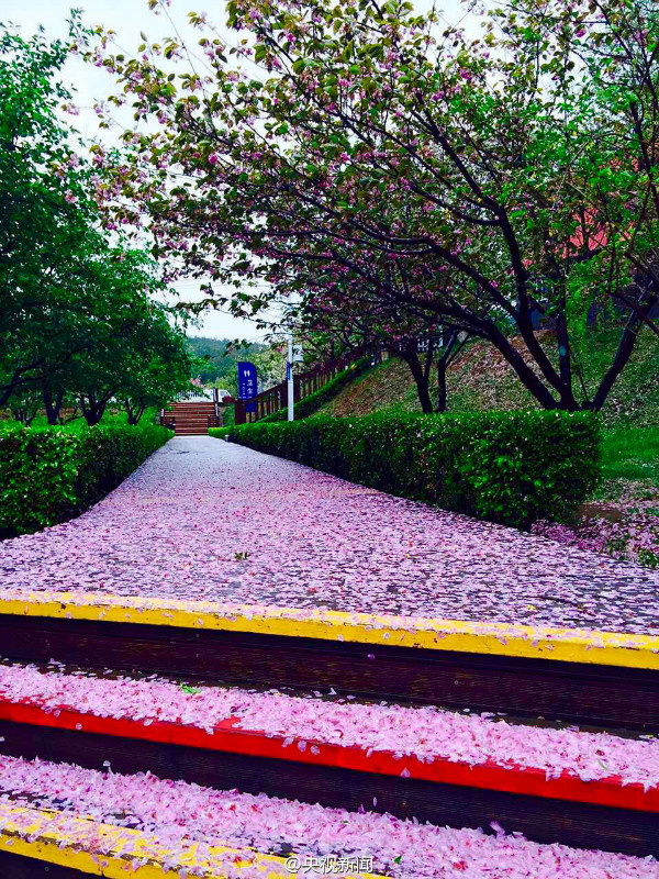 Photos : un tapis rouge de fleurs de cerisier après la pluie Photos : un tapis rouge de fleurs de cerisier après la pluie