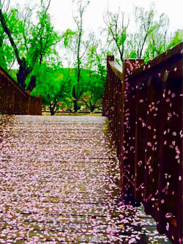 Photos : un tapis rouge de fleurs de cerisier après la pluie Photos : un tapis rouge de fleurs de cerisier après la pluie