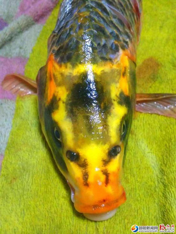 A fish with a human face is caught at a reservoir in Wugang City, Central China's Hunan Province, April 30, 2016. (Photo/syxwnet.com)