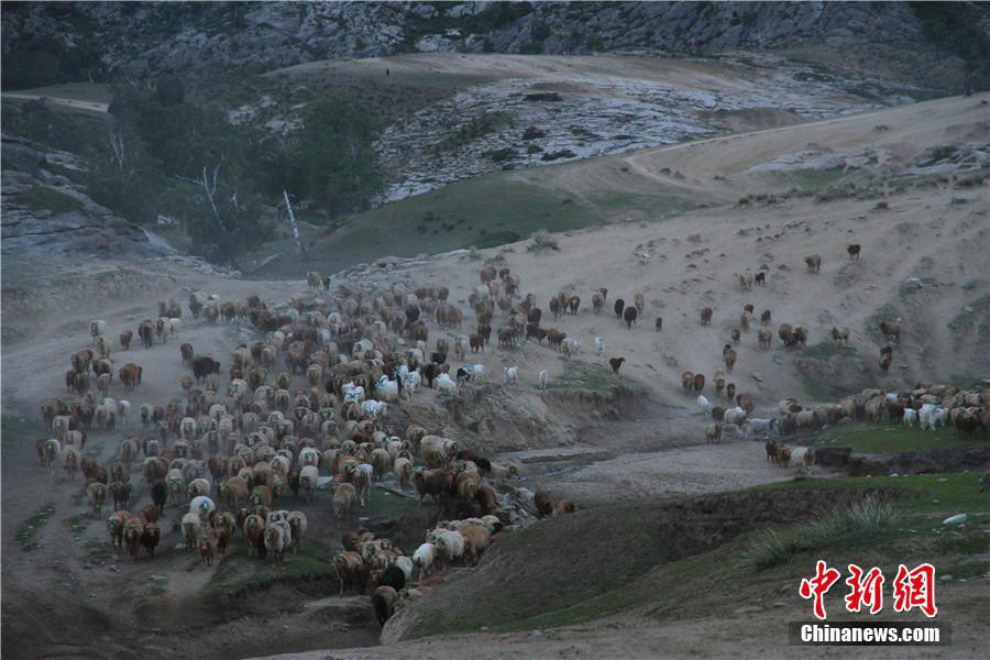 Grande transhumance d'un million de têtes de bétail dans la région d'Altay