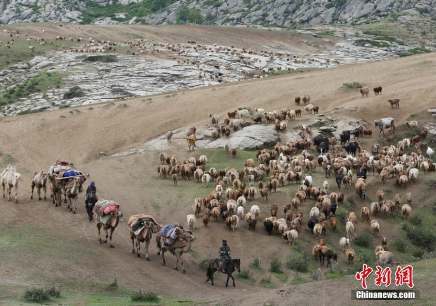 Grande transhumance d'un million de têtes de bétail dans la région d'Altay