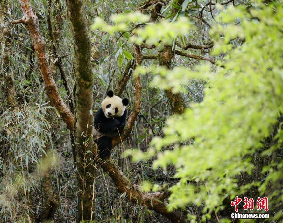 Chine : deux pandas vont être réintroduits dans la nature après un stage de survie