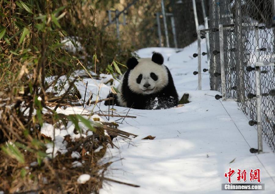 Chine : deux pandas vont être réintroduits dans la nature après un stage de survie