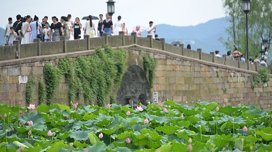 Hangzhou : les fleurs de lotus enivrent les foules