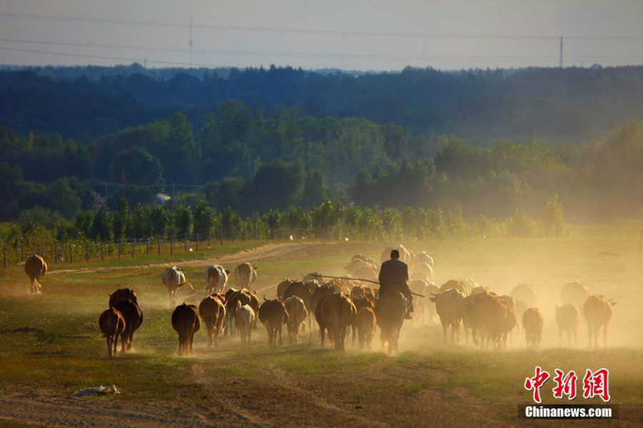 Avec son ciel bleu, son air pur, ses grandes herbes et ses troupeaux de vaches en été, le xian de Haba dans la région d'Altaï au Xinjiang est souvent comparé à un « paradis sur terre ».