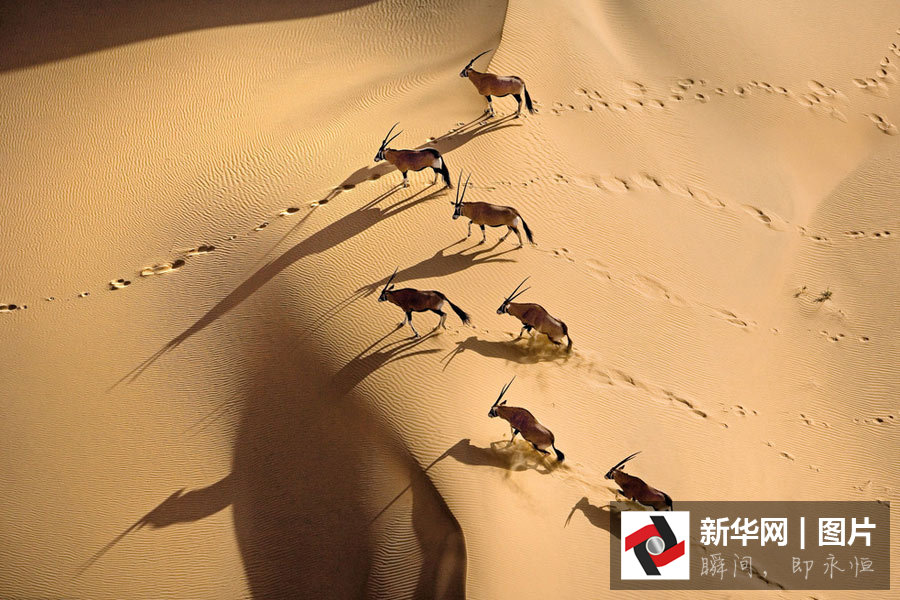 Photos : les animaux sauvages d'Afrique vus du ciel Photos : les animaux sauvages d'Afrique vus du ciel