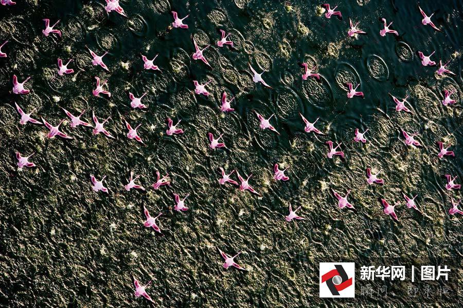 Photos : les animaux sauvages d&apos;Afrique vus du ciel