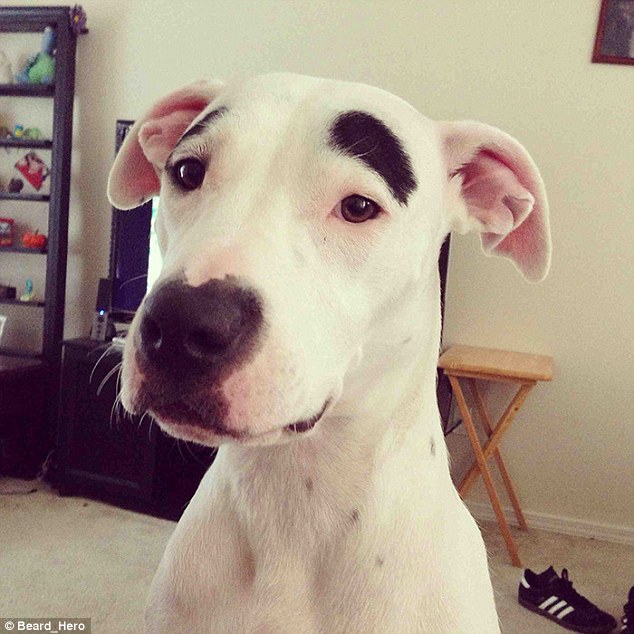 Galerie : si les chiens avaient des sourcils