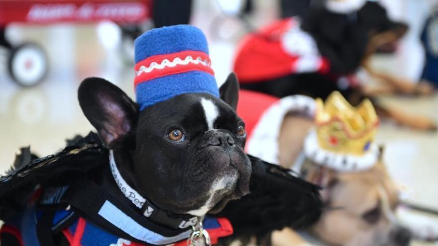 Des chiens déguisés en costumes d'Halloween pour soulager le stress à l'aéroport de Los Angeles