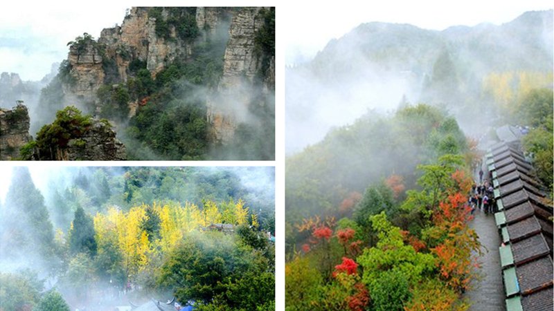 La splendeur des feuilles multicolores de Wulingyuan à Zhangjiajie