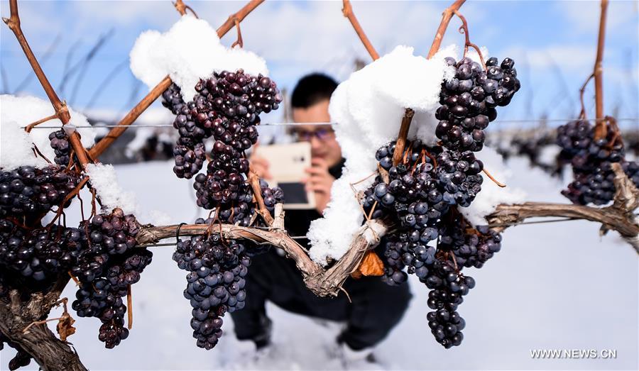 Le vin de glace vignoble en Chine du nord