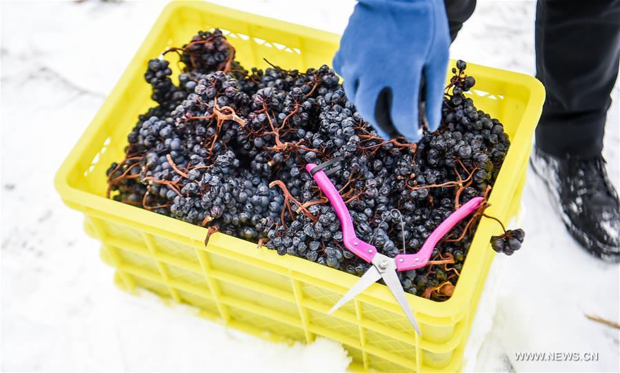 Le vin de glace vignoble en Chine du nord