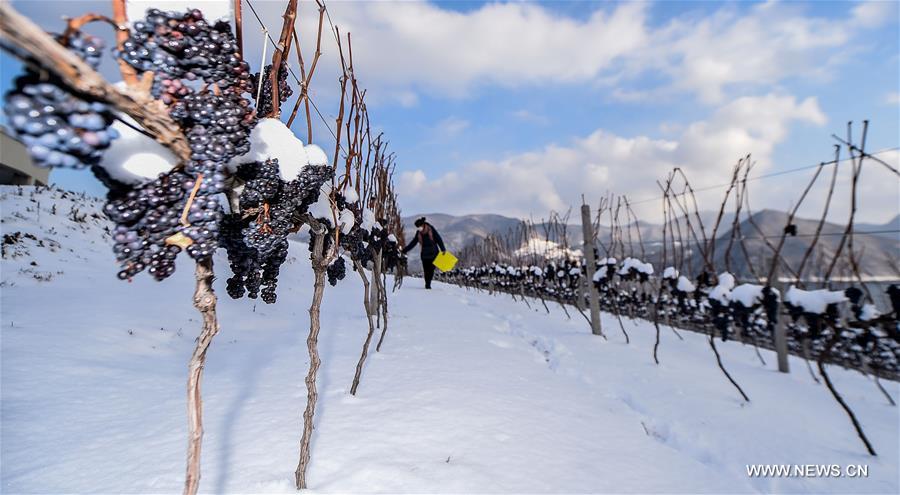 Le vin de glace vignoble en Chine du nord