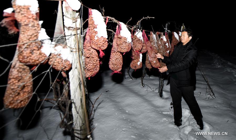 Le vin de glace vignoble en Chine du nord