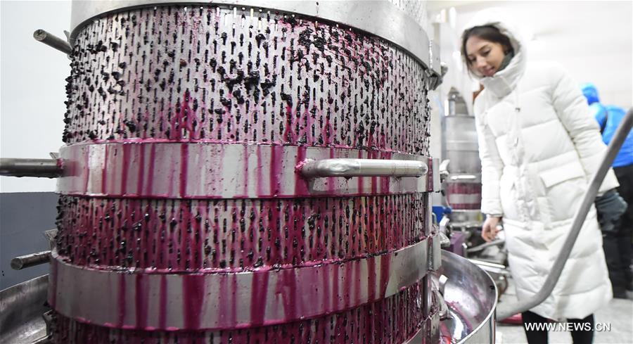 Le vin de glace vignoble en Chine du nord