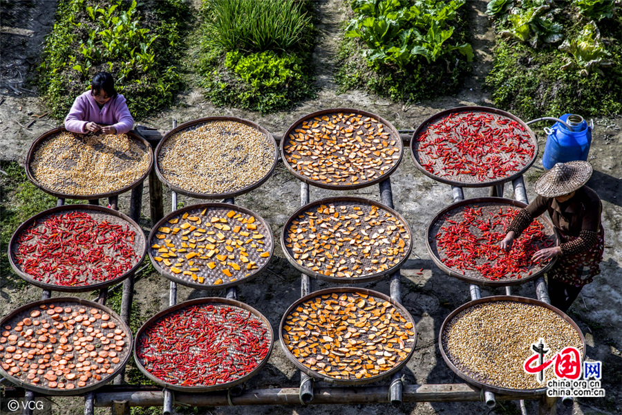 Fujian : la saison du séchage shaiqiu du village de Guifeng