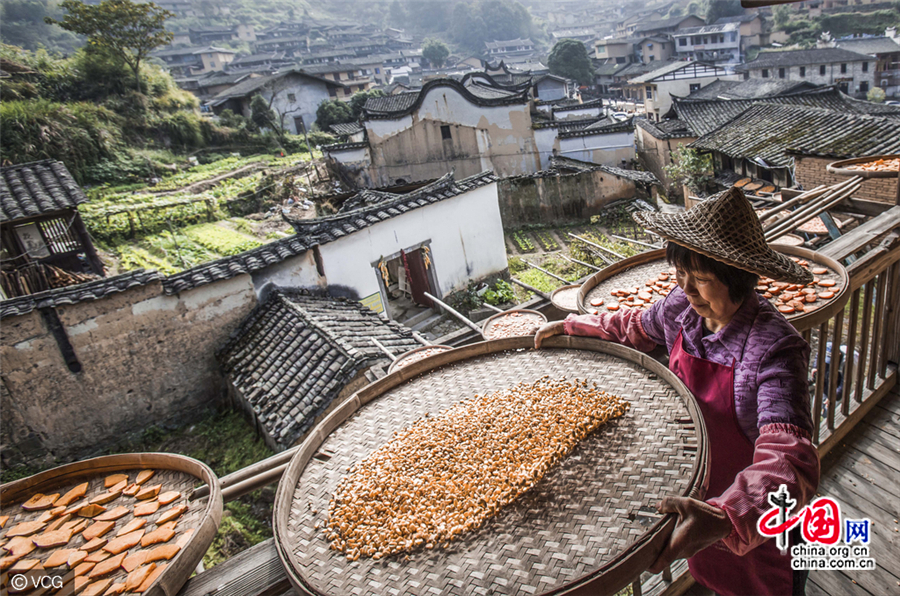 Fujian : la saison du séchage shaiqiu du village de Guifeng