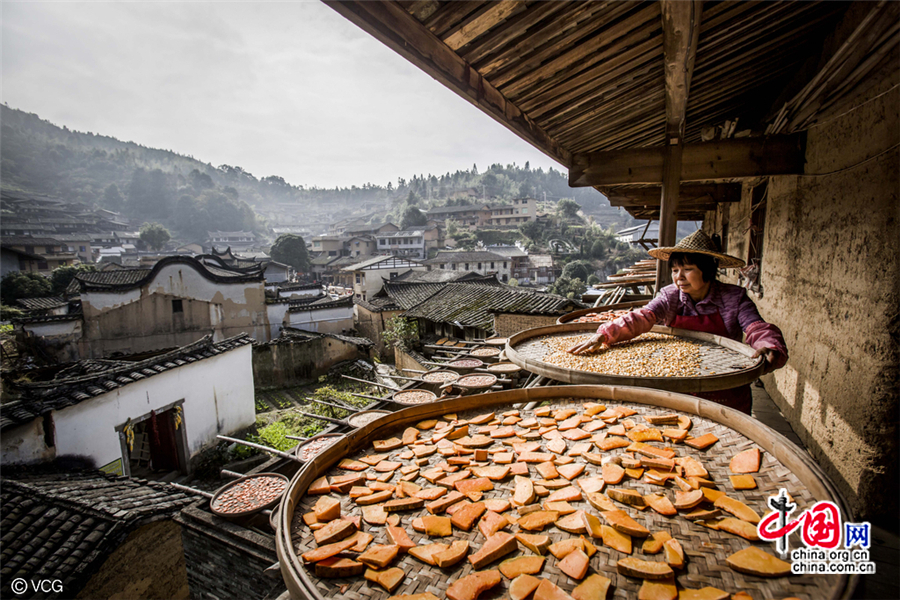 Fujian : la saison du séchage shaiqiu du village de Guifeng