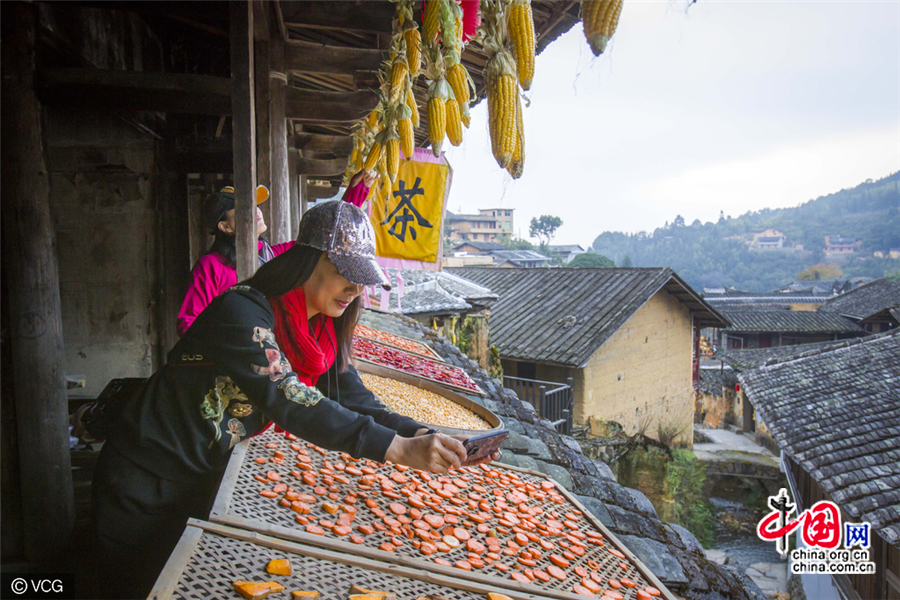 Fujian : la saison du séchage shaiqiu du village de Guifeng