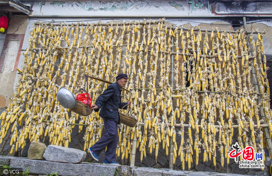 Fujian : la saison du séchage shaiqiu du village de Guifeng