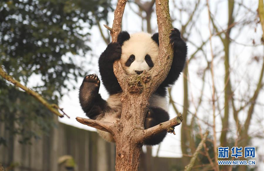 Des photos de pandas géants sélectionnées pour l'année 2016