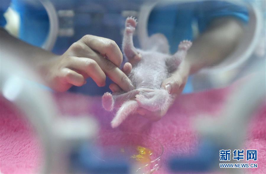 Des photos de pandas géants sélectionnées pour l'année 2016