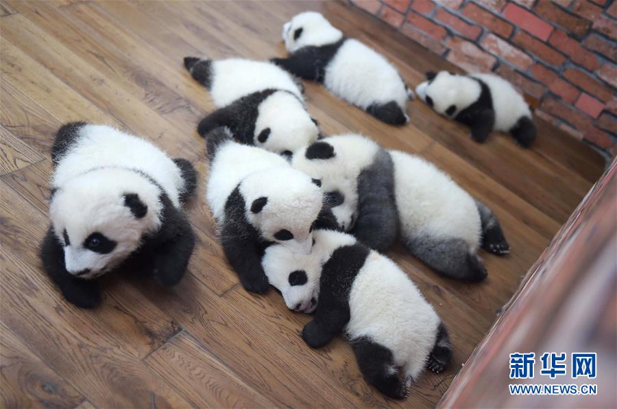 Des photos de pandas géants sélectionnées pour l'année 2016