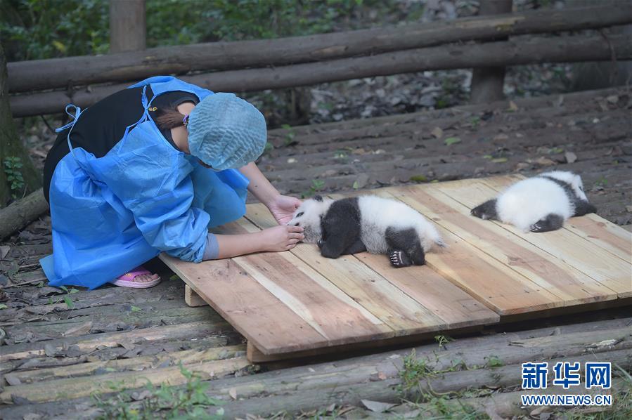 Des photos de pandas géants sélectionnées pour l'année 2016