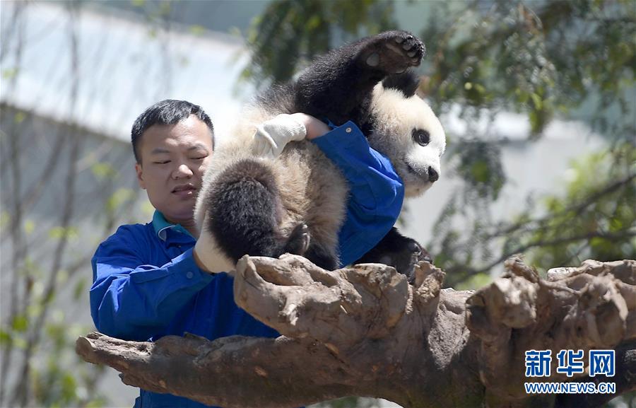 Des photos de pandas géants sélectionnées pour l'année 2016