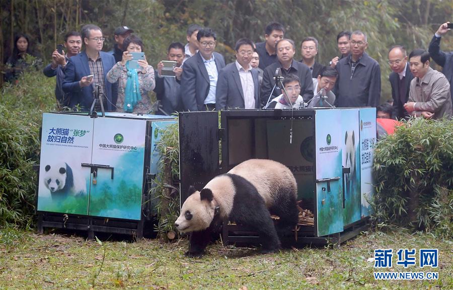 Des photos de pandas géants sélectionnées pour l'année 2016