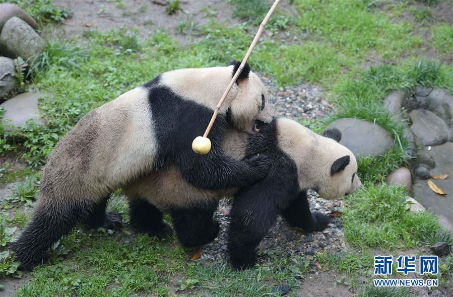 Des photos de pandas géants sélectionnées pour l'année 2016