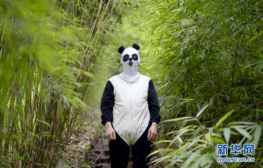 Des photos de pandas géants sélectionnées pour l'année 2016