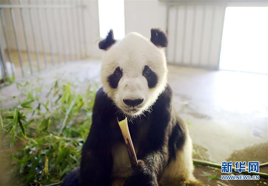 Des photos de pandas géants sélectionnées pour l'année 2016