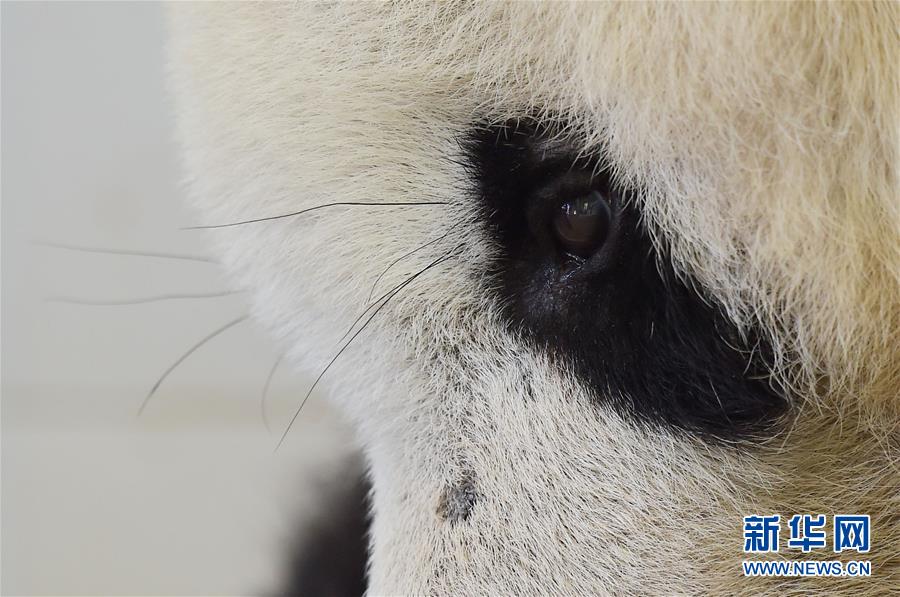 Des photos de pandas géants sélectionnées pour l'année 2016