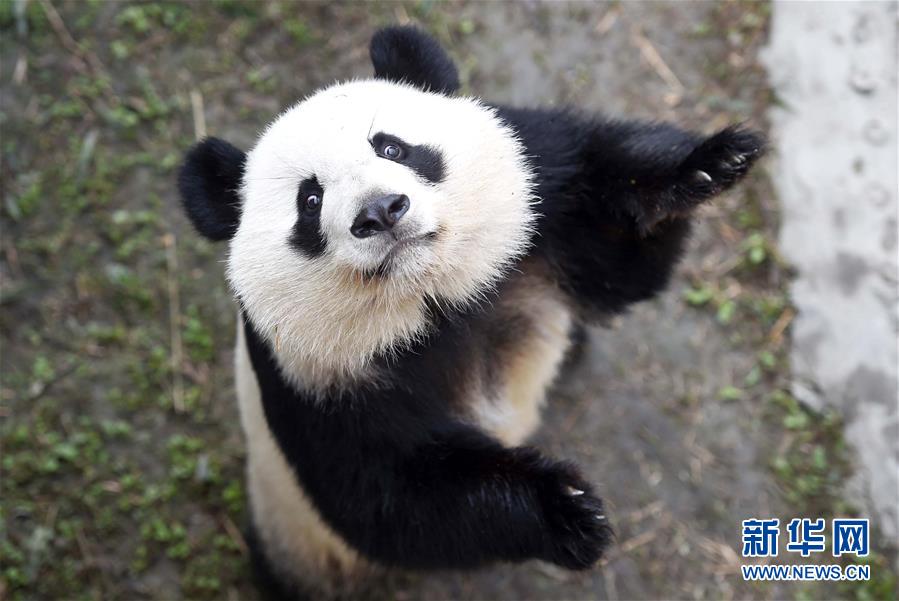 Des photos de pandas géants sélectionnées pour l'année 2016