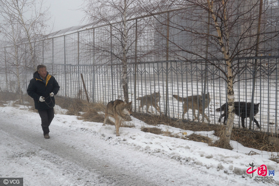 Xinjiang : il dépense chaque année un million de yuans pour élever plus de 150 loups