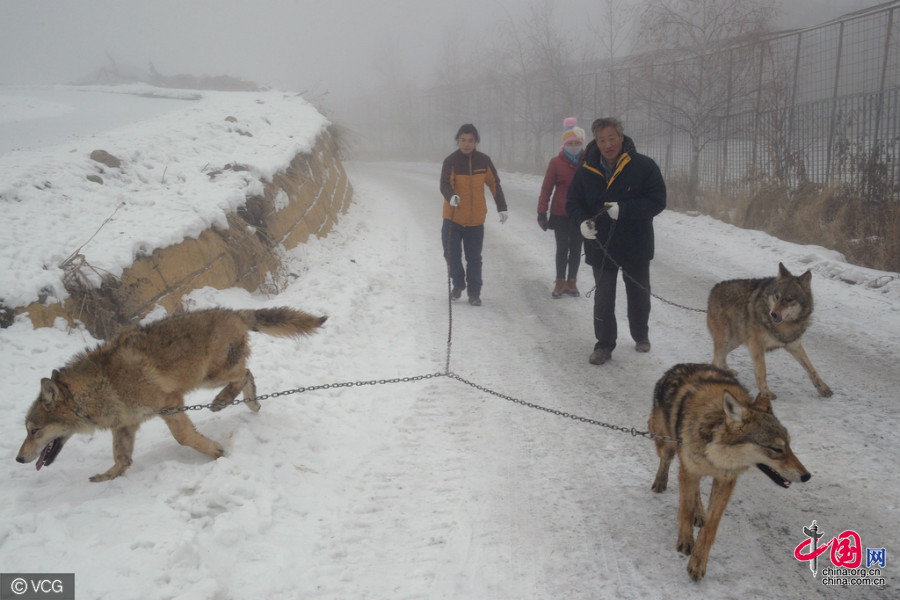 Xinjiang : il dépense chaque année un million de yuans pour élever plus de 150 loups