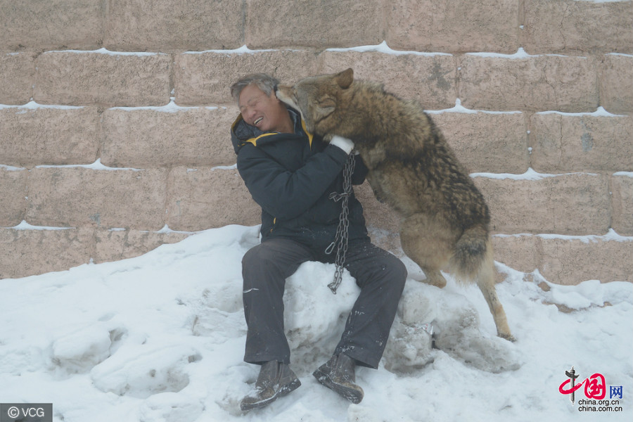 Xinjiang : il dépense chaque année un million de yuans pour élever plus de 150 loups